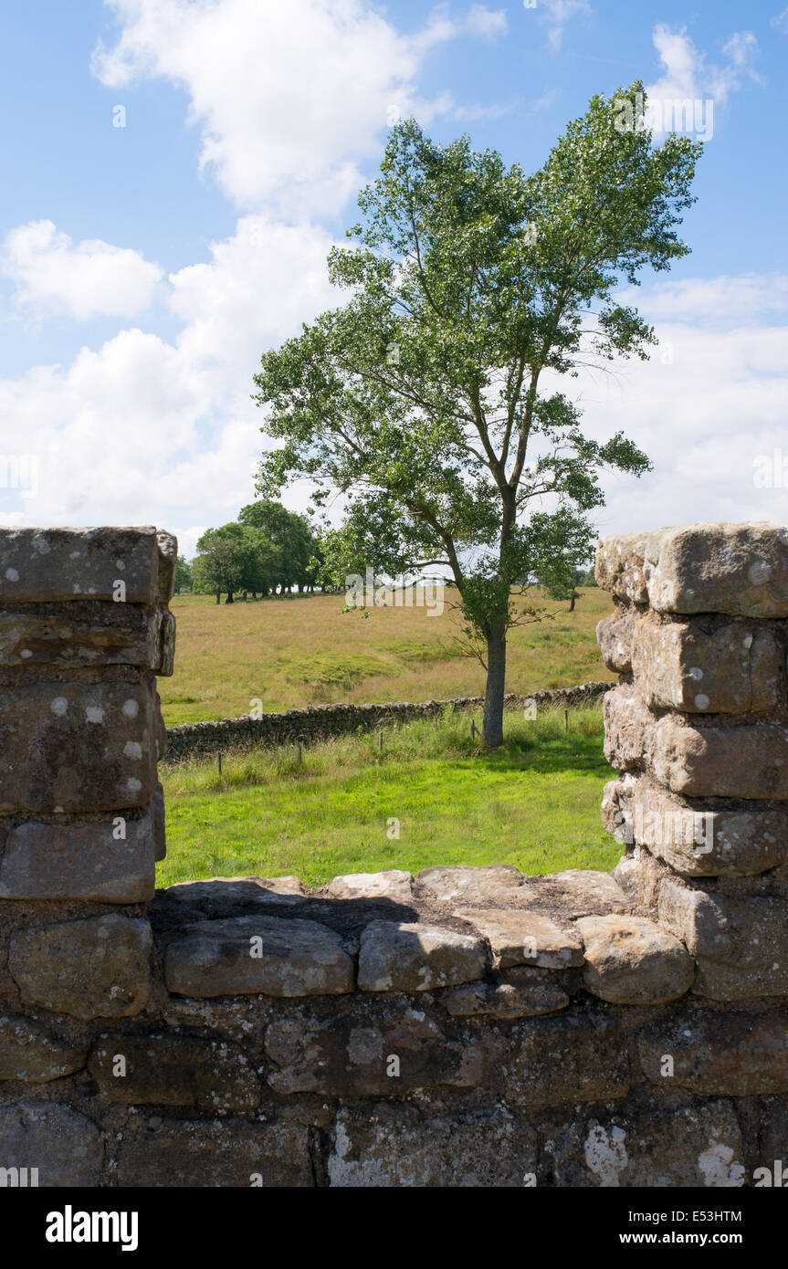 Un albero che cresce in corrispondenza di Vindolanda Roman Fort Northumberland, visto attraverso una merlatura ricostruito England Regno Unito Foto Stock