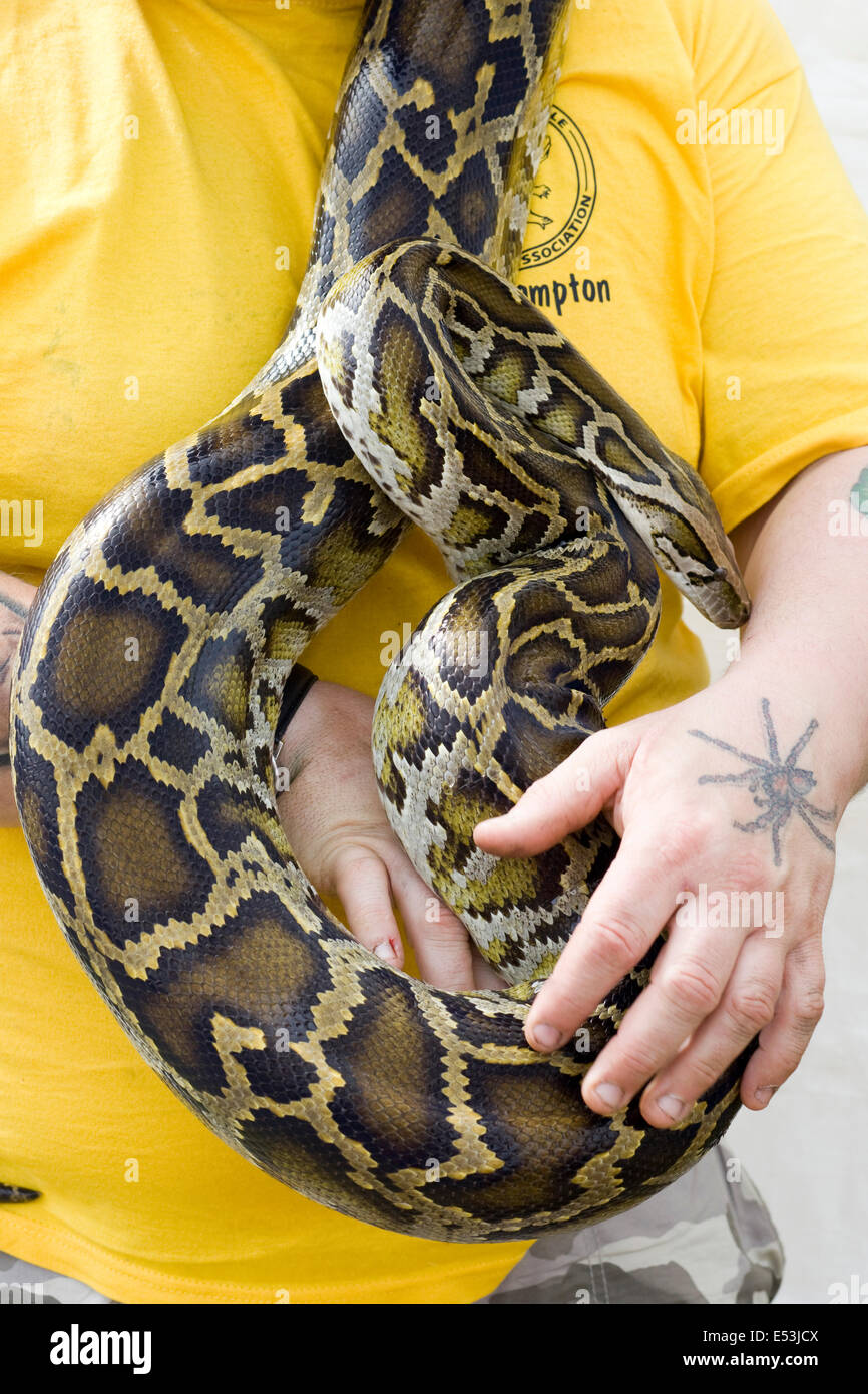 Sfera nonvenomous python essendo trattenuto Foto Stock