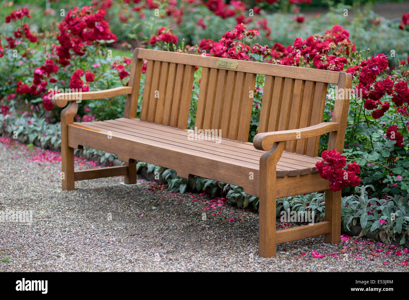 Una panchina nel parco in fioritura di rose Foto Stock