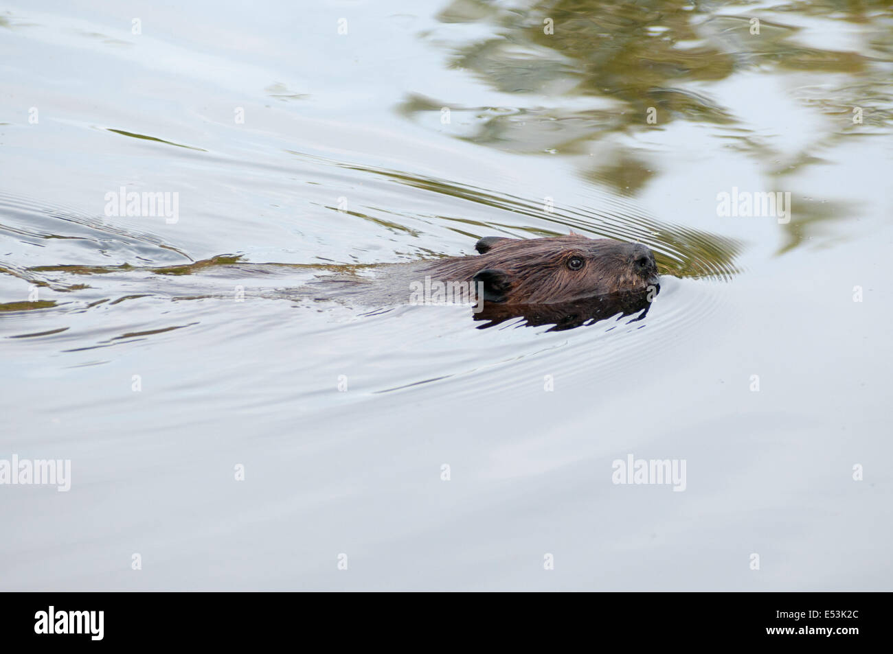 Beaver in stagno, Massa Audubon, Ipswich River Wildlife Sanctuary, Topsfield, MA Foto Stock