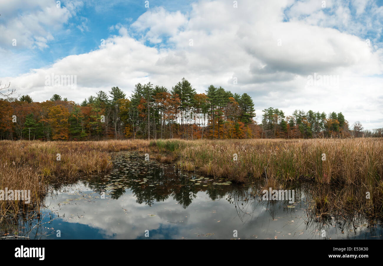 Ipswich River Wildlife Sanctuary, Topsfield, MA Foto Stock