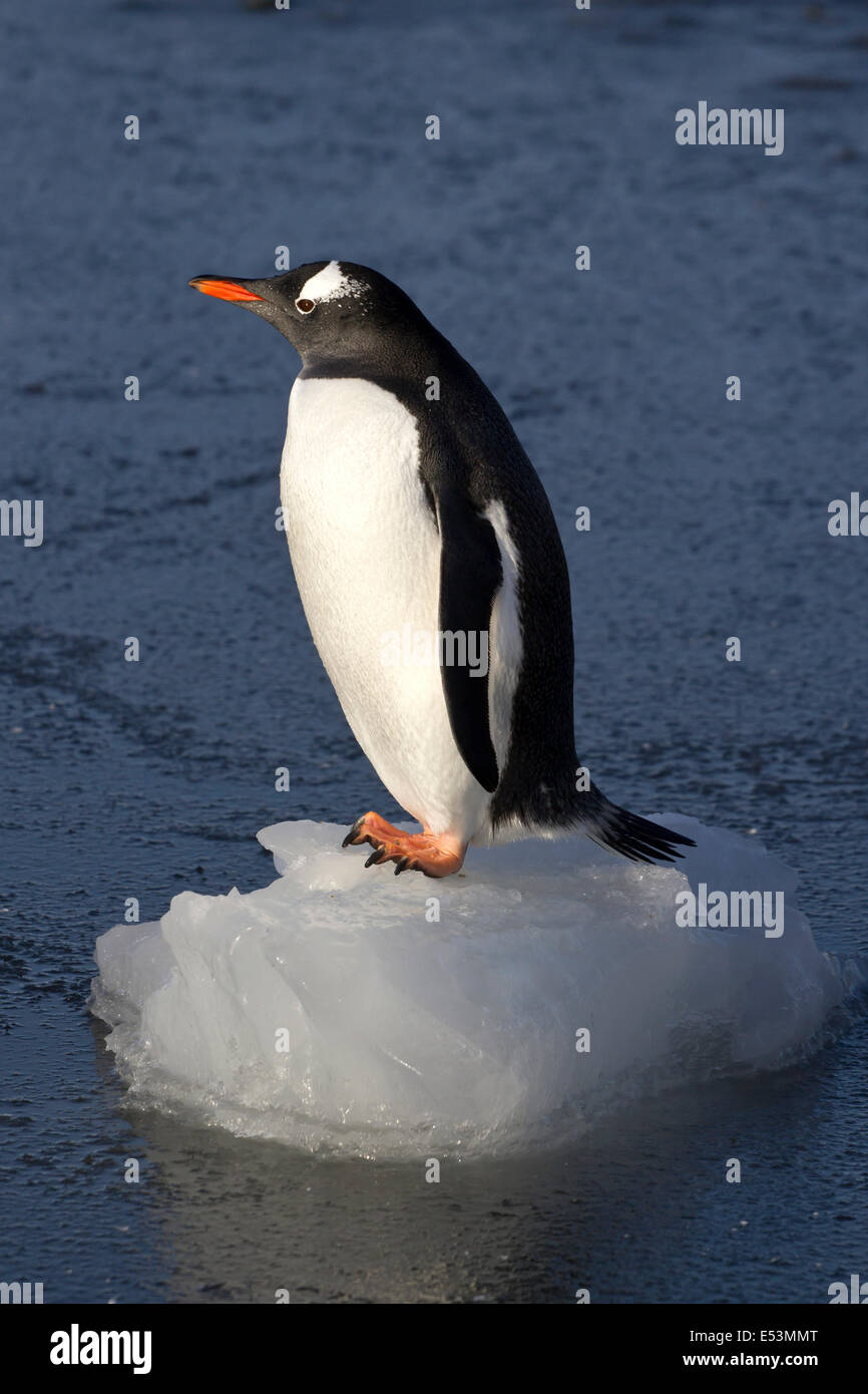 Pinguino Gentoo che sorge su una piccola glaçon nei fondali bassi Foto Stock