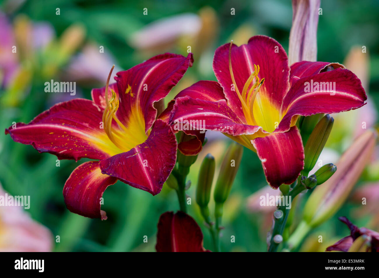 Due gigli rossi fiori cloe fino Hemerocallis Foto Stock