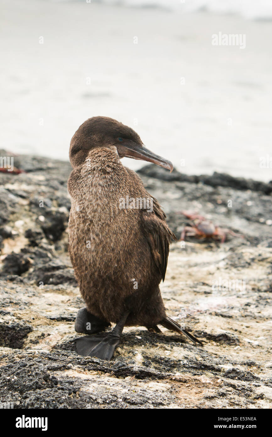 Flightless Cormorant sulla riva in isole Galapagos Foto Stock