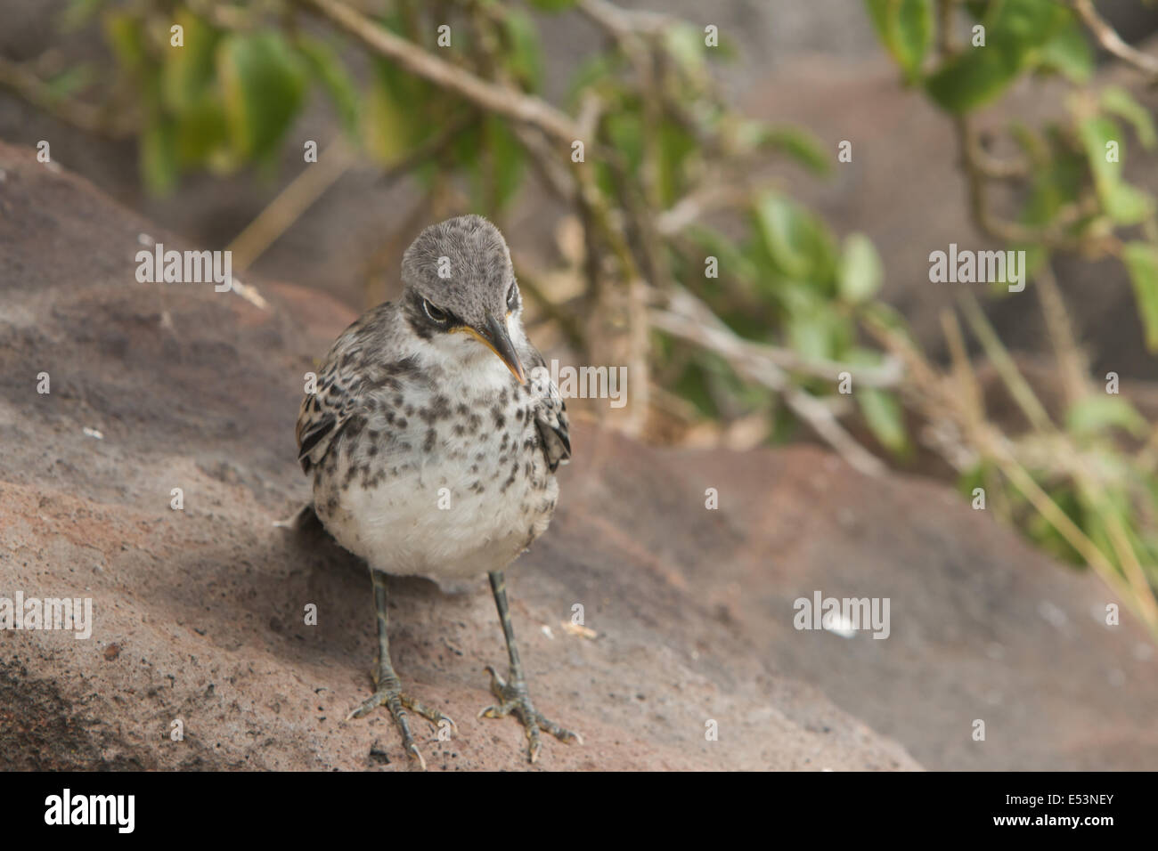 Massa Finch delle Isole Galapagos Foto Stock