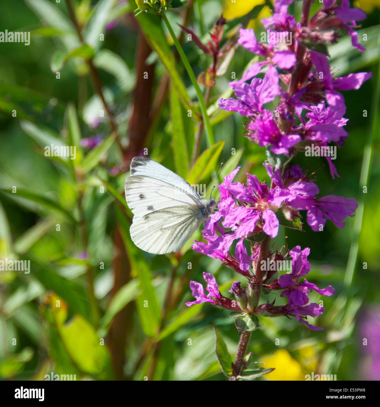 Brockham, Dorking, Surrey, Regno Unito. 19 Luglio, 2014. Il Regno Unito Grande Farfalla Count avviene 19 Luglio al 10 agosto. Farfalle sulle rive del Fiume Mole a Brockham, Surrey. Sabato 19 Luglio 2014. Un verde-bianco venato Butterfly 'Sarcococca napi' poggia su Purple Loosestrife in un prato selvatico sulle rive del Fiume Mole a Brockham, Dorking, Surrey Credito: Foto di Lindsay Constable / Alamy Live News Foto Stock