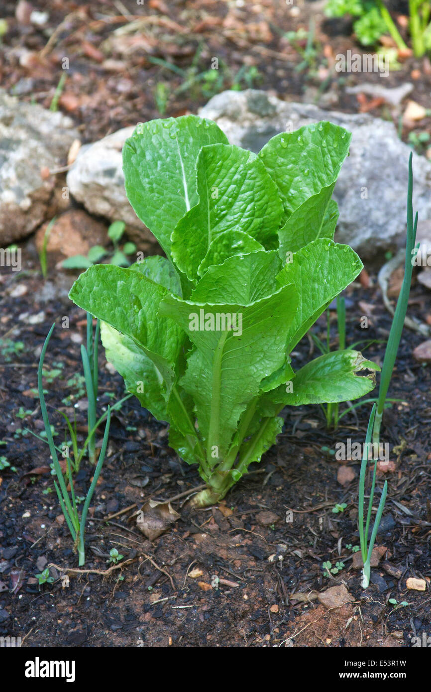 In prossimità di una testa di lattuga romana cresce accanto alle cipolle come compagno di piante in un giardino Foto Stock