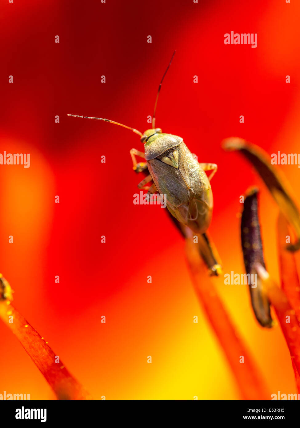 Piccolo bug verde sul fiore rosso stame Foto Stock