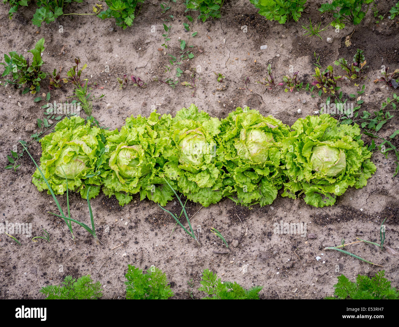Fila di lattuga verde cresce su patch da giardino Foto Stock