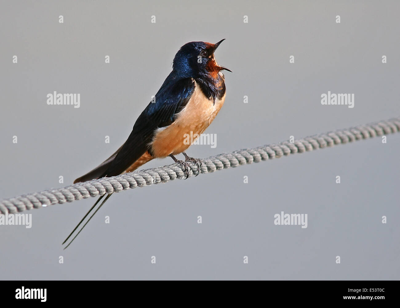 Barn Swallow canta Foto Stock