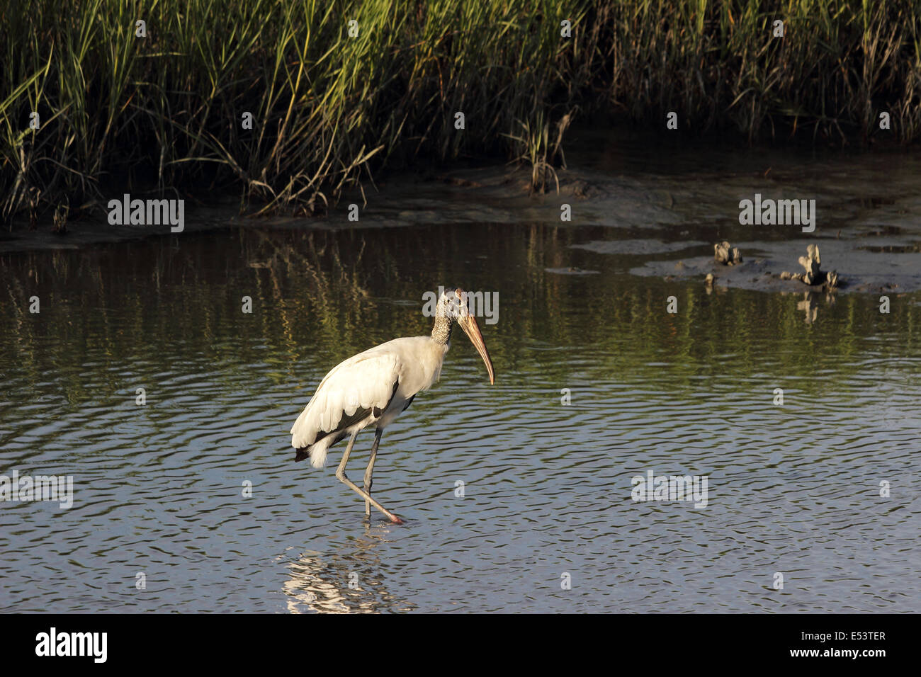 Un Americano Woodstork wades in a Coastal salt marsh lungo la costa del South Carolina. Foto Stock