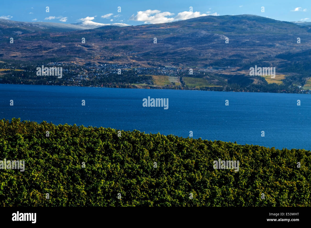 Monaco grigio vigneto con lago Okanagan nella terra di mezzo e poco Bianco mt Foto Stock
