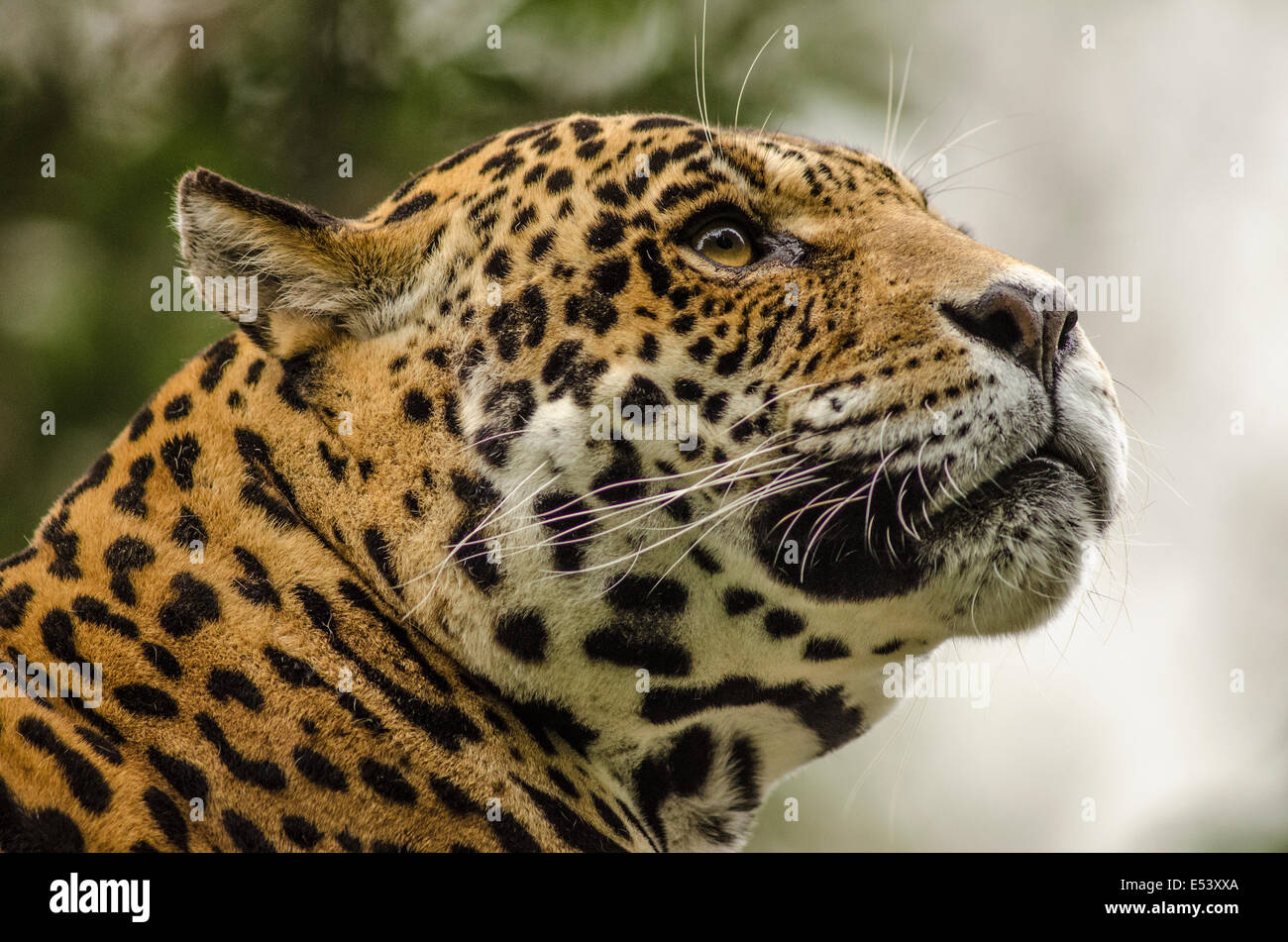 Jaguar Foto Stock