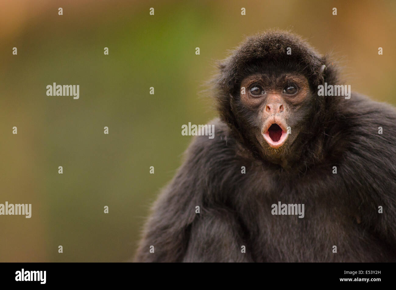Black spider monkey Ateles chamek Foto Stock