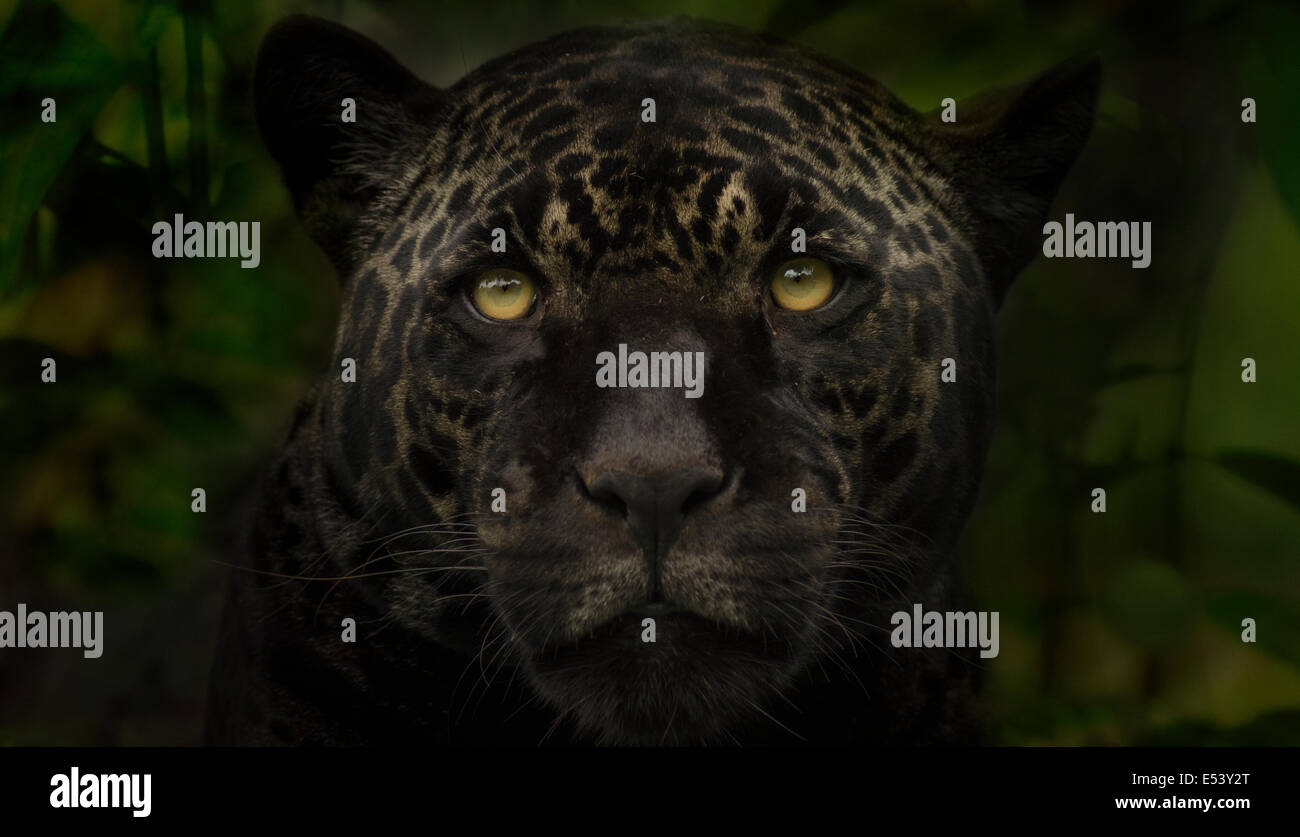 Panther o Giaguaro Nero Panthera onca Foto Stock