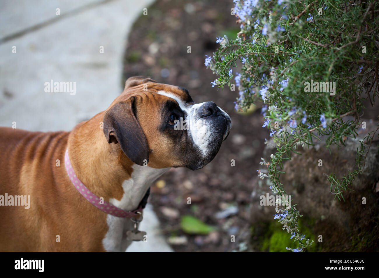 Cane Boxer sniffing sulla pianta di rosmarino, Novato, Marin County, California, Stati Uniti d'America Foto Stock