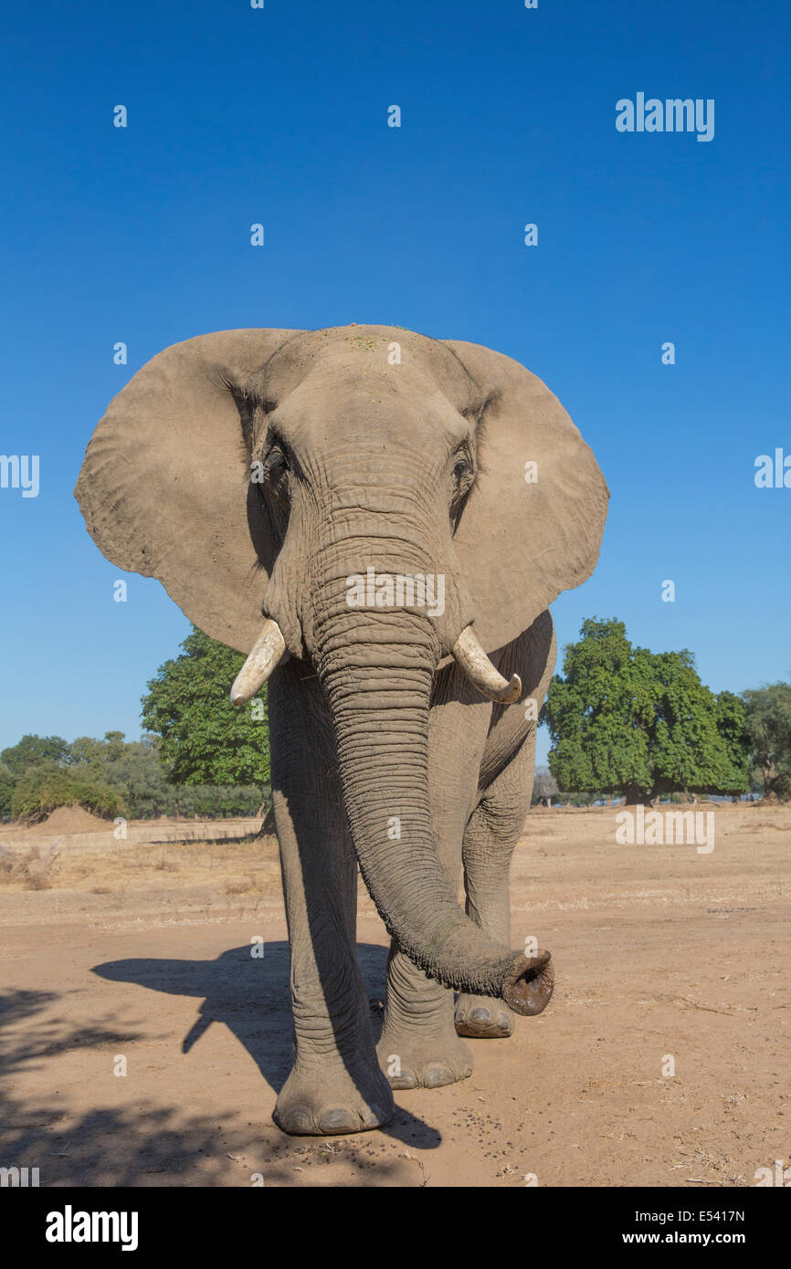 Curioso di elefante africano lo sniffing di bull Foto Stock