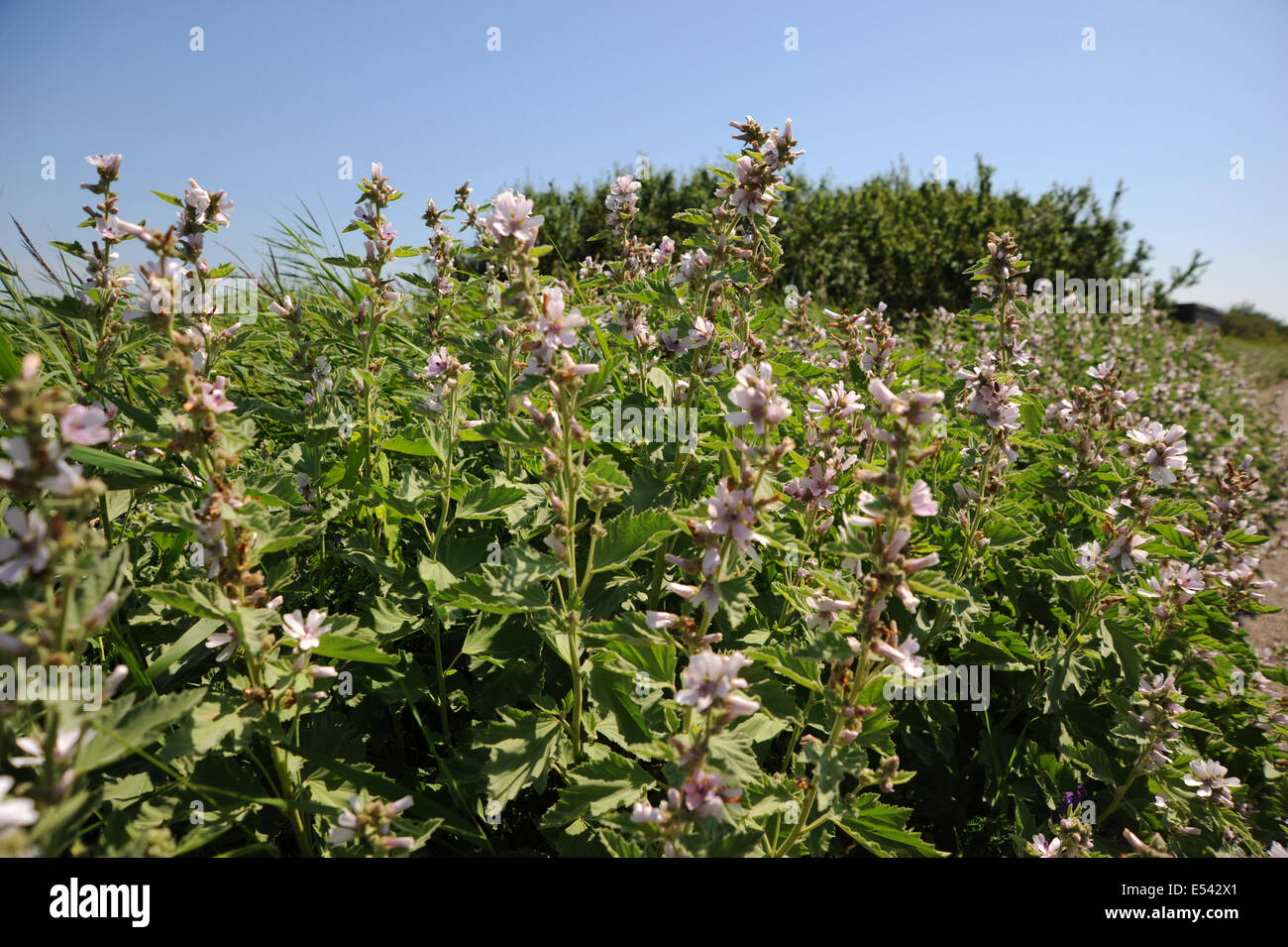 Minsmere RSPB Riserva Naturale in Sufflok East Anglia UK una palude pianta Malva Foto Stock