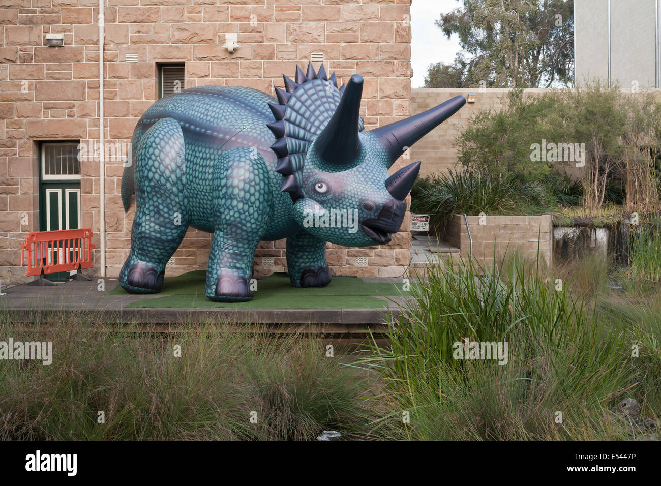 Gonfiabile di Blow up di dinosauro giocattolo essendo utilizzato per promuovere la scoperta Dinasour evento presso il museo di Perth, Western Australia, 2014. Foto Stock