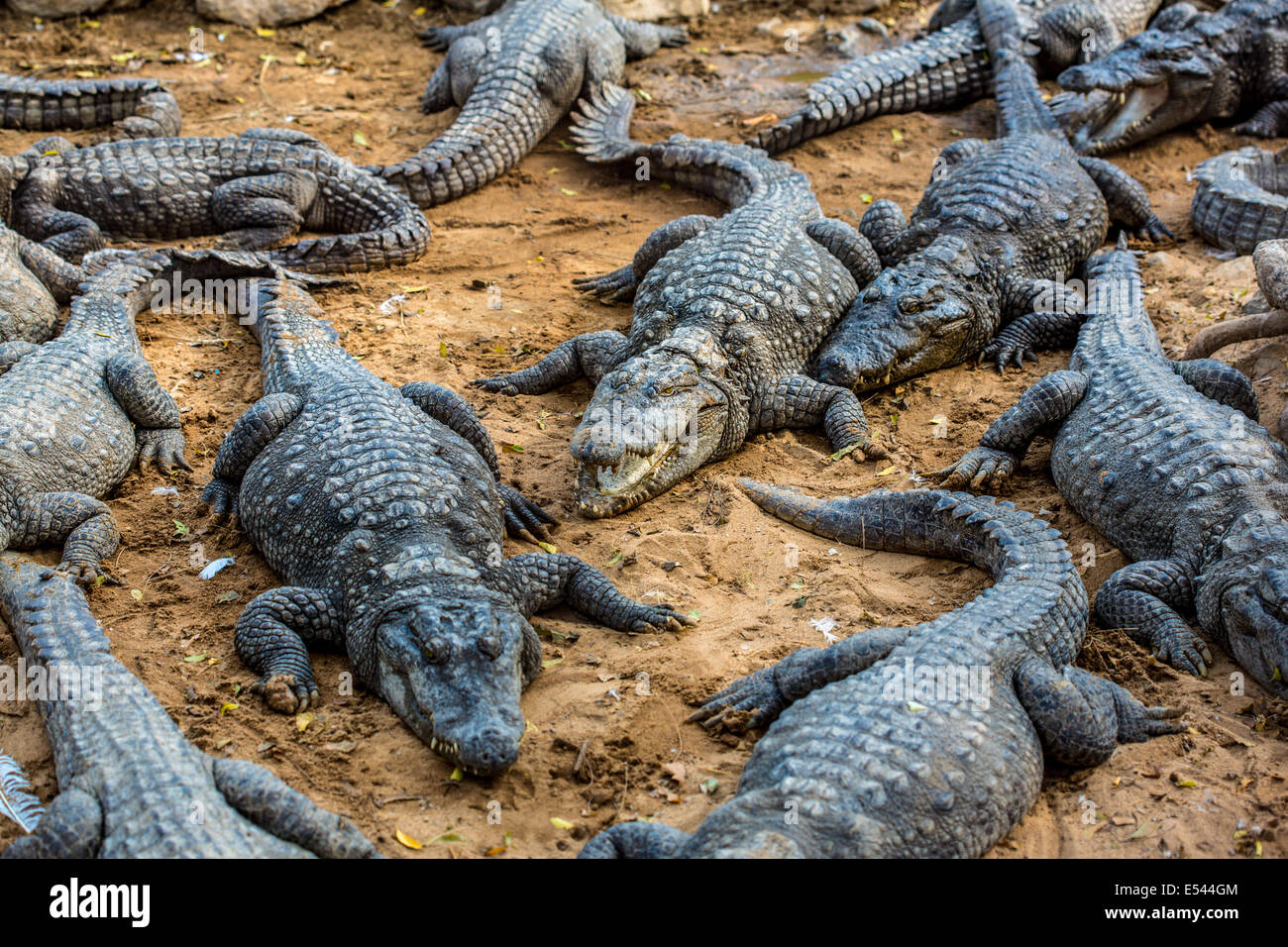 Il Coccodrillo, alligator su un bue Foto Stock