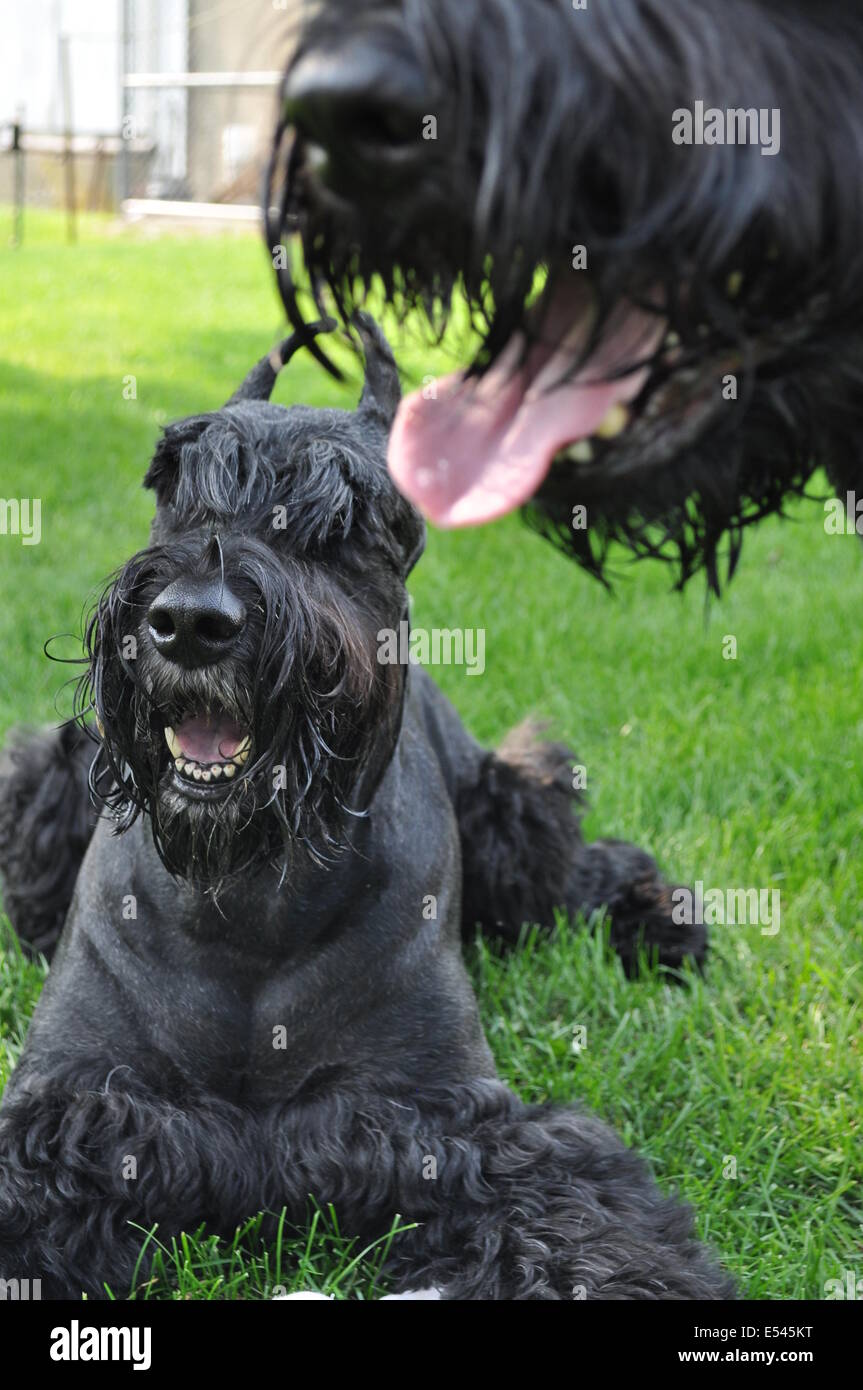 Giant Schnauzer cani su un caldo giorno d'estate Foto Stock
