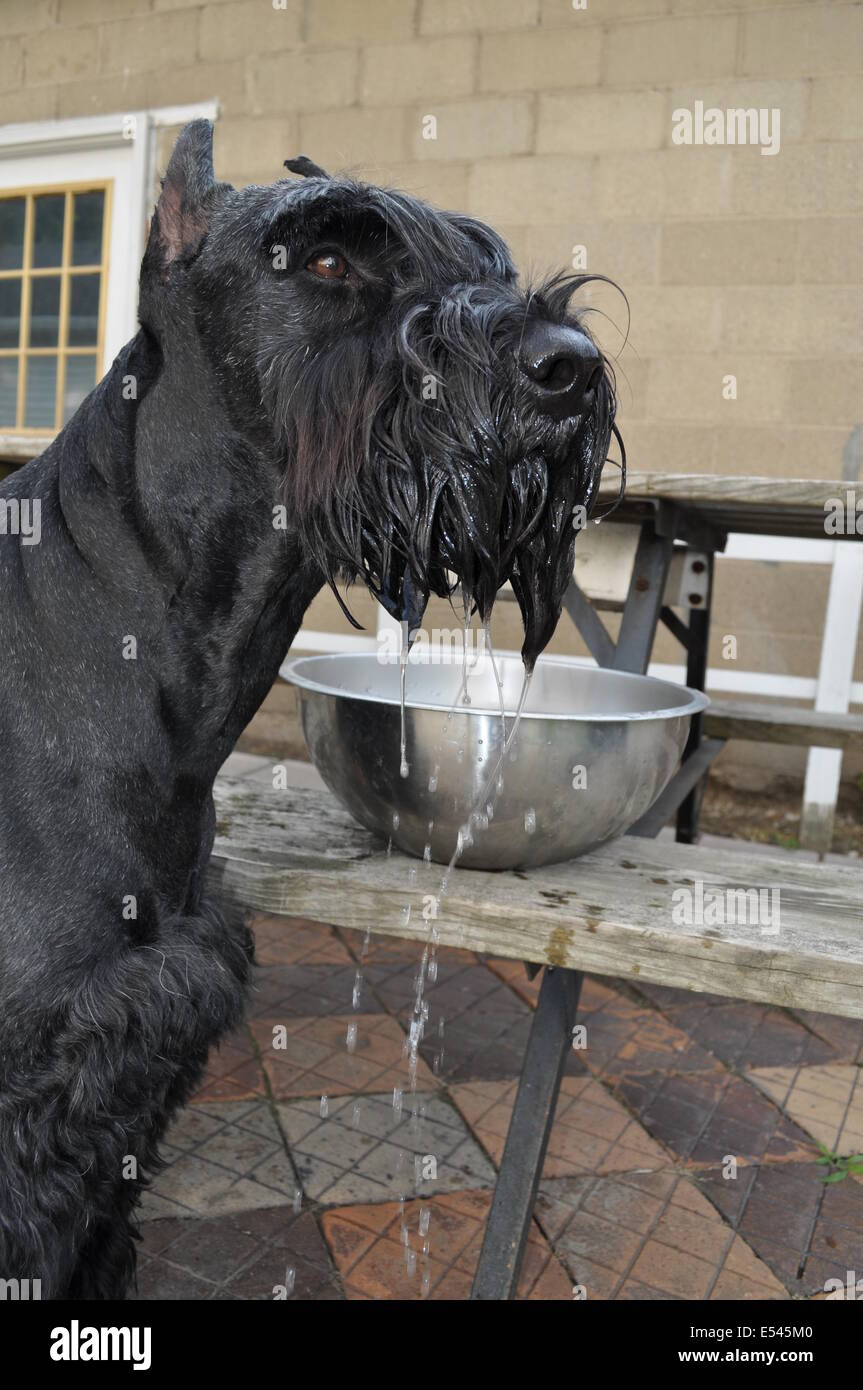 Schnauzer gigante dopo aver preso una bevanda grande Foto Stock