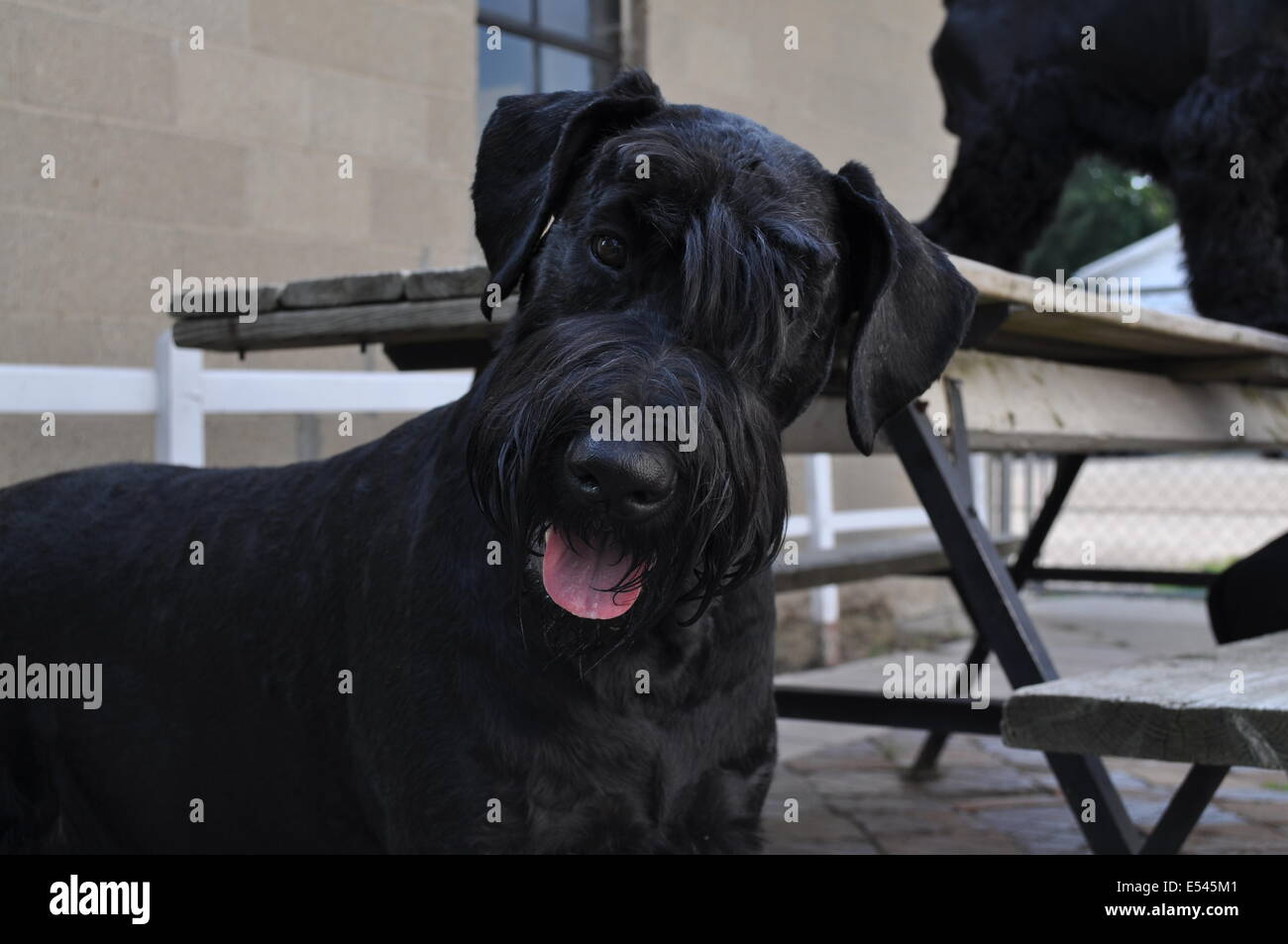Super Cute Giant Schnauzer guardando la fotocamera Foto Stock