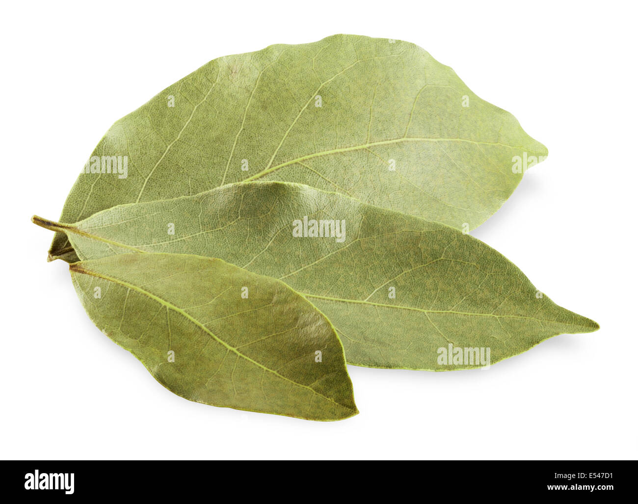 Baia di aromatico foglie su sfondo bianco Foto Stock