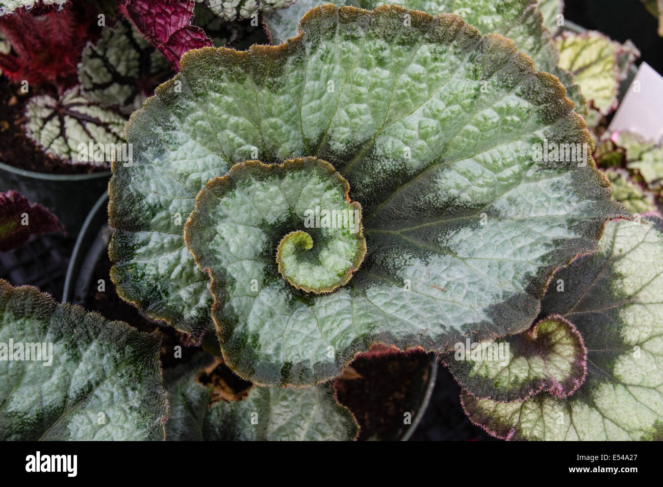 Una spirale leafed begonia coltivazione di piante in vivaio Foto Stock