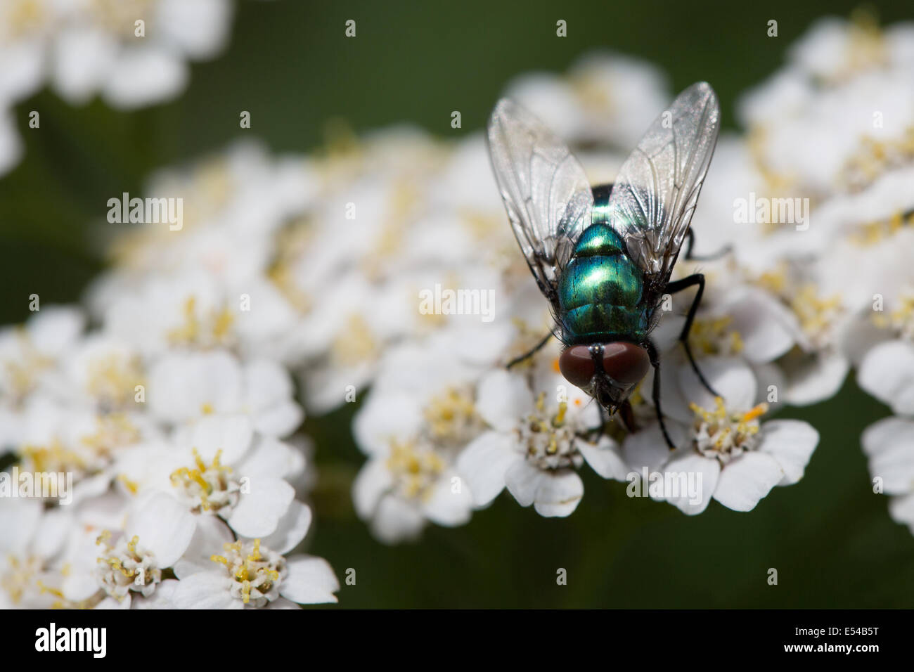 Housefly sul fiore bianco macro close-up. Foto Stock