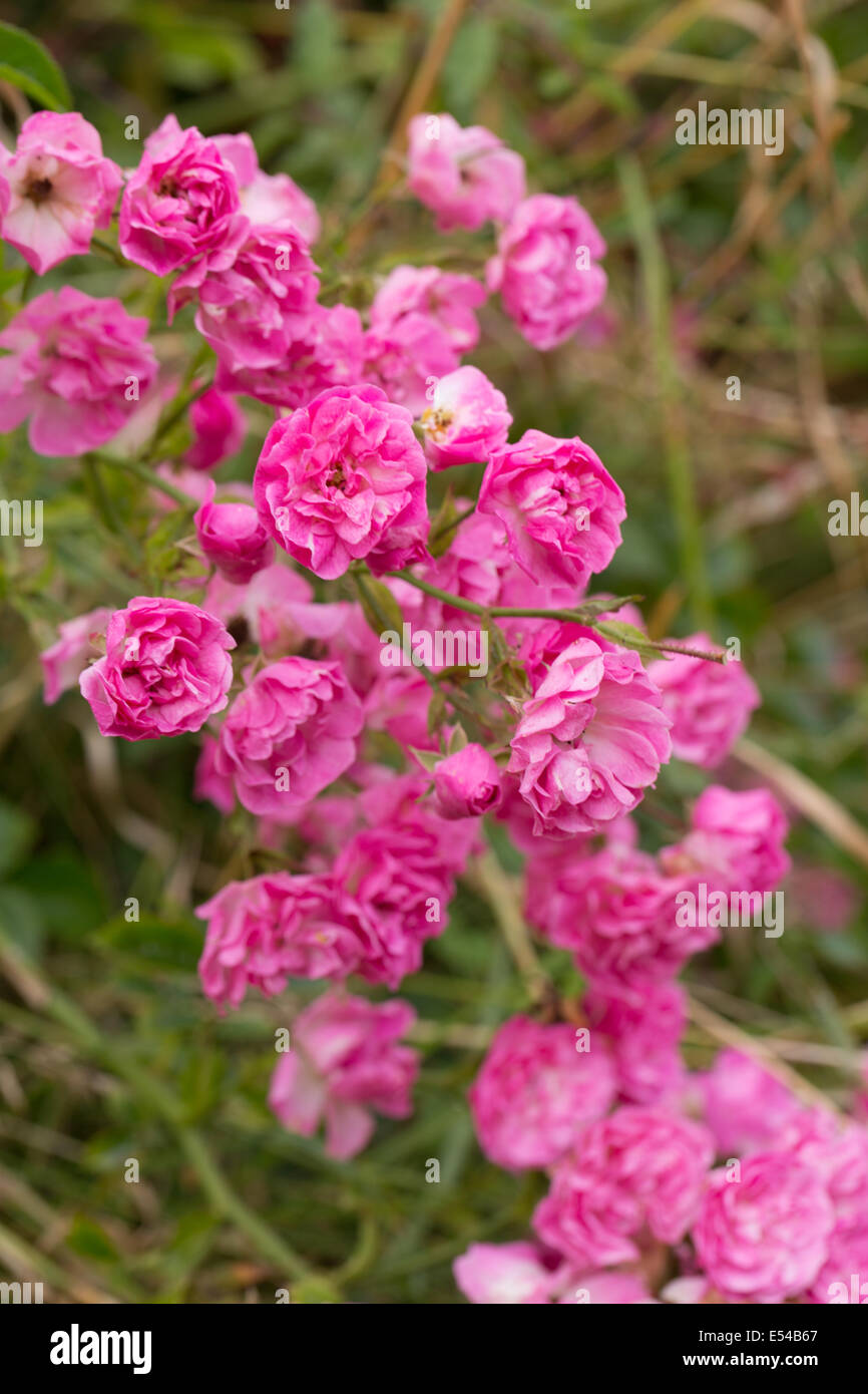 Rosa rosa rampicante cresce allo stato selvatico Foto Stock