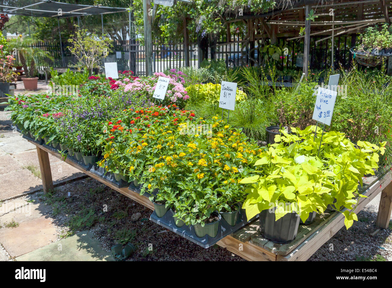 Lantana, vitigno di patata e altre piccole ornamentali piante di fioritura per la vendita a livello locale vivaio in Fort Lauderdale, Florida, Stati Uniti d'America. Foto Stock