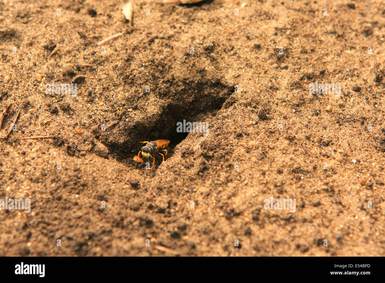 Beewolf, Philanthus triangulum, emergenti dalla sua tana Foto Stock