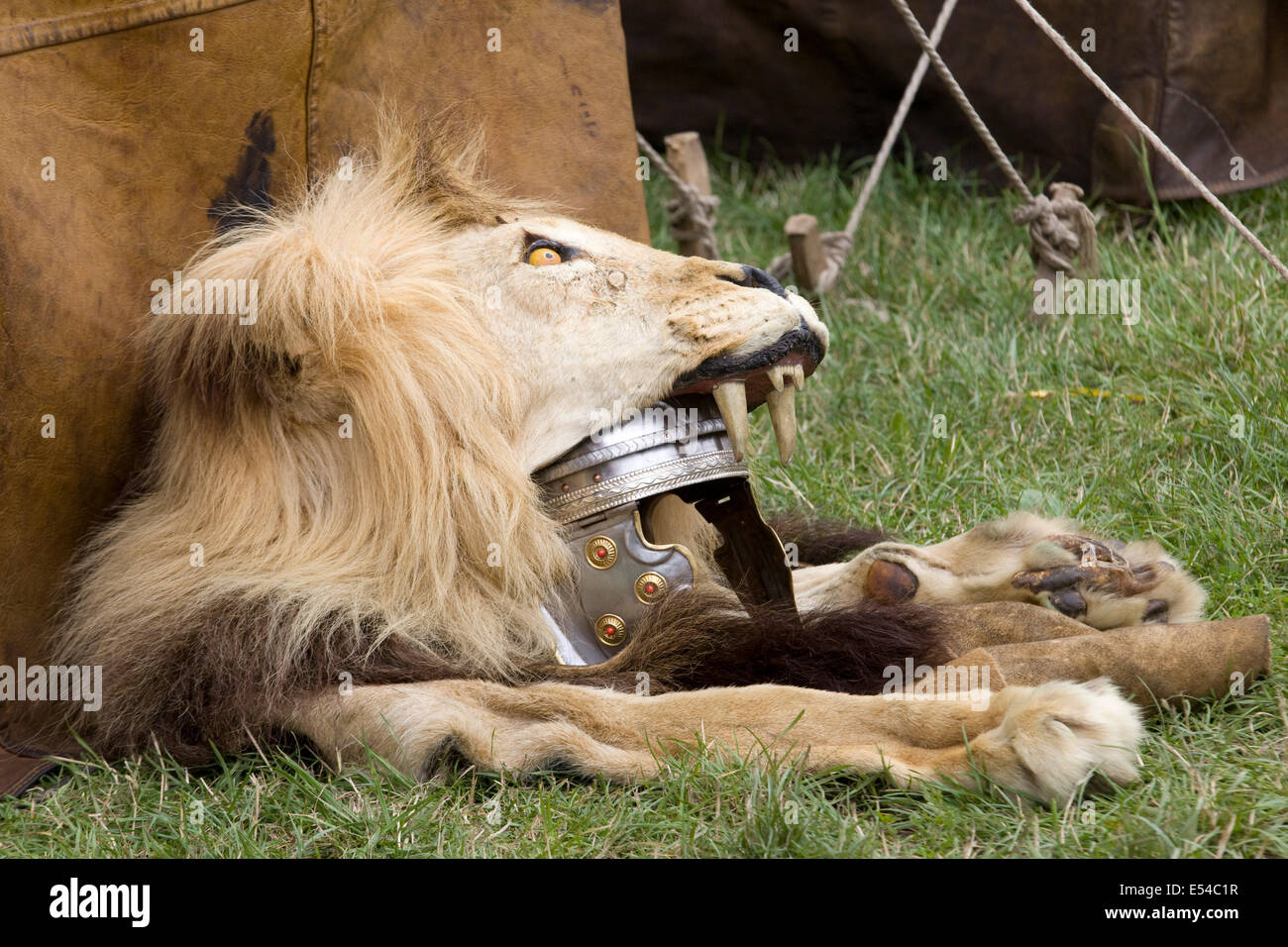 Soldato Romano Aquilifer con Lion-pelle copricapo Foto Stock