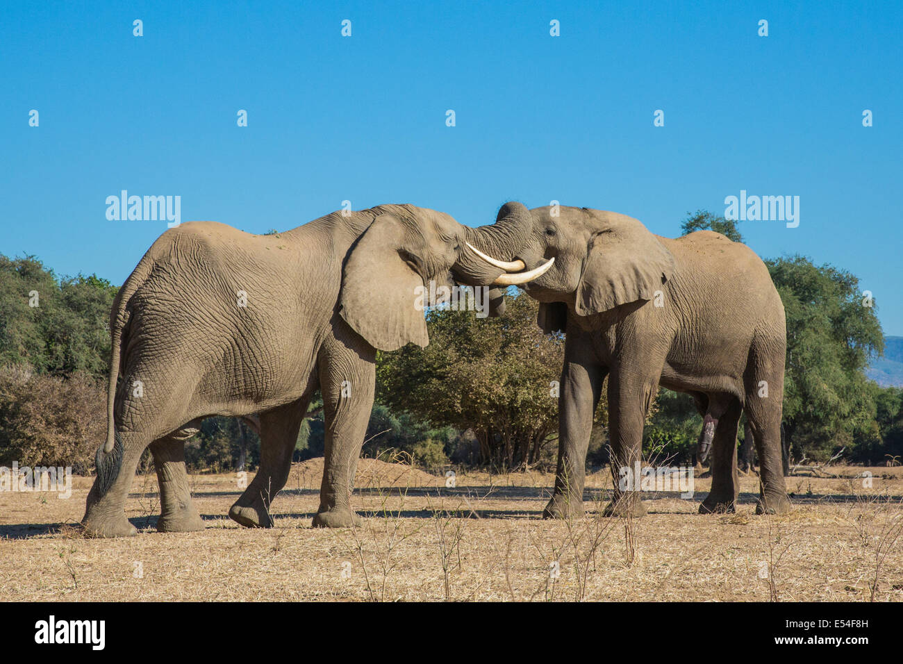 Due elefanti africani tori play-fighting Foto Stock