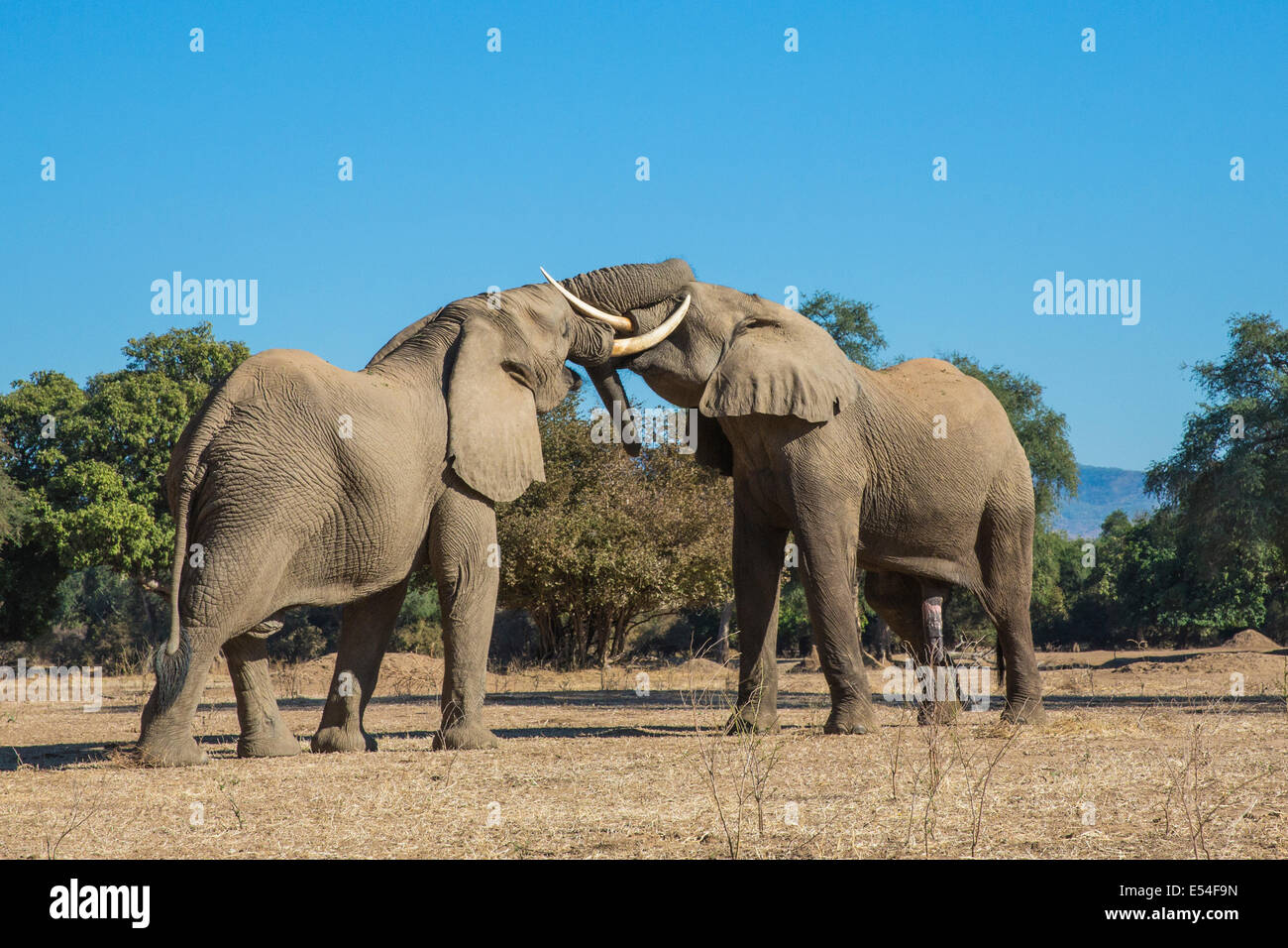 Due elefanti africani tori play-fighting Foto Stock