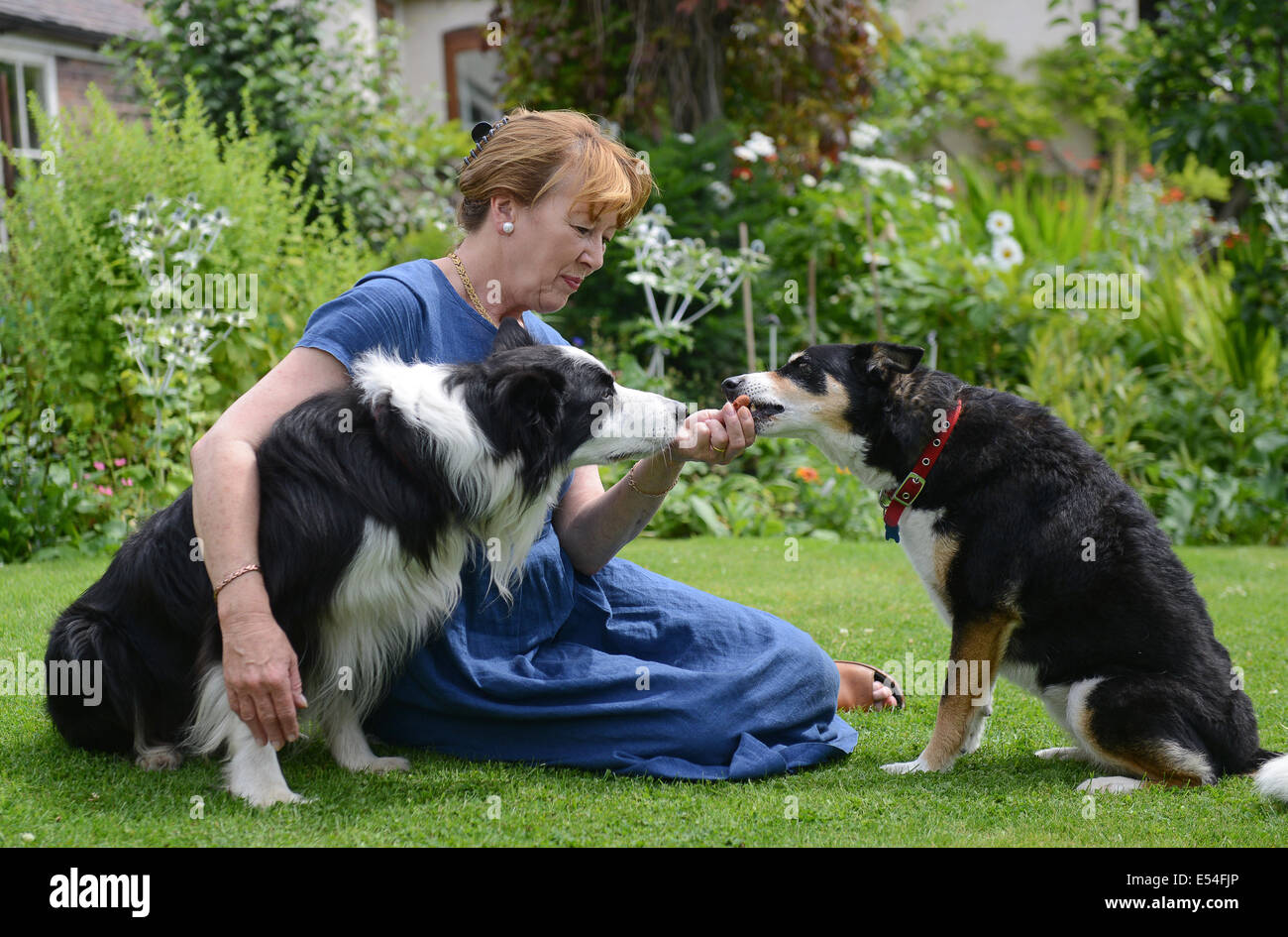 Donna con animali animali domestici cane cani Foto Stock