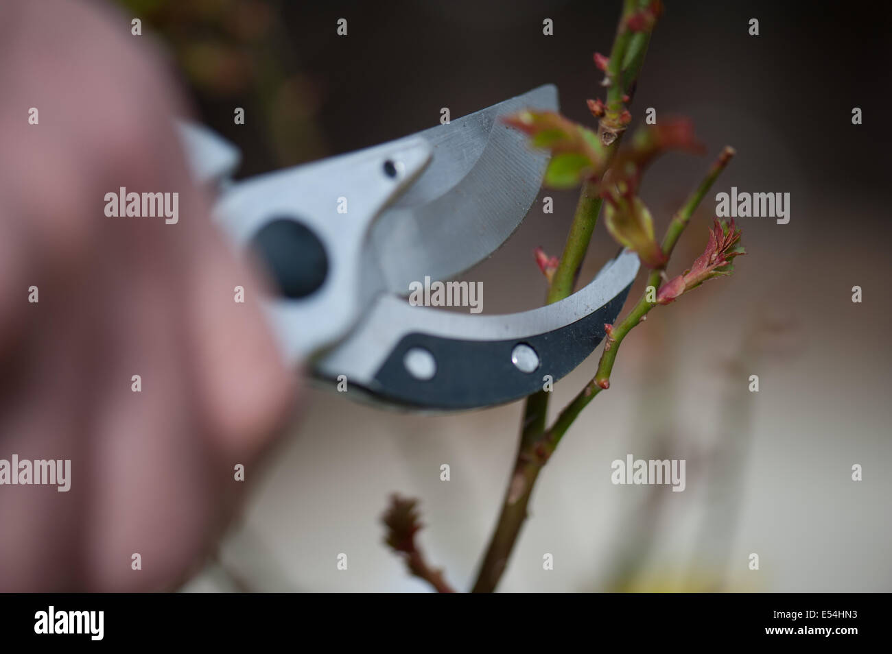 Close up di potatura secateurs un rosaio Foto Stock