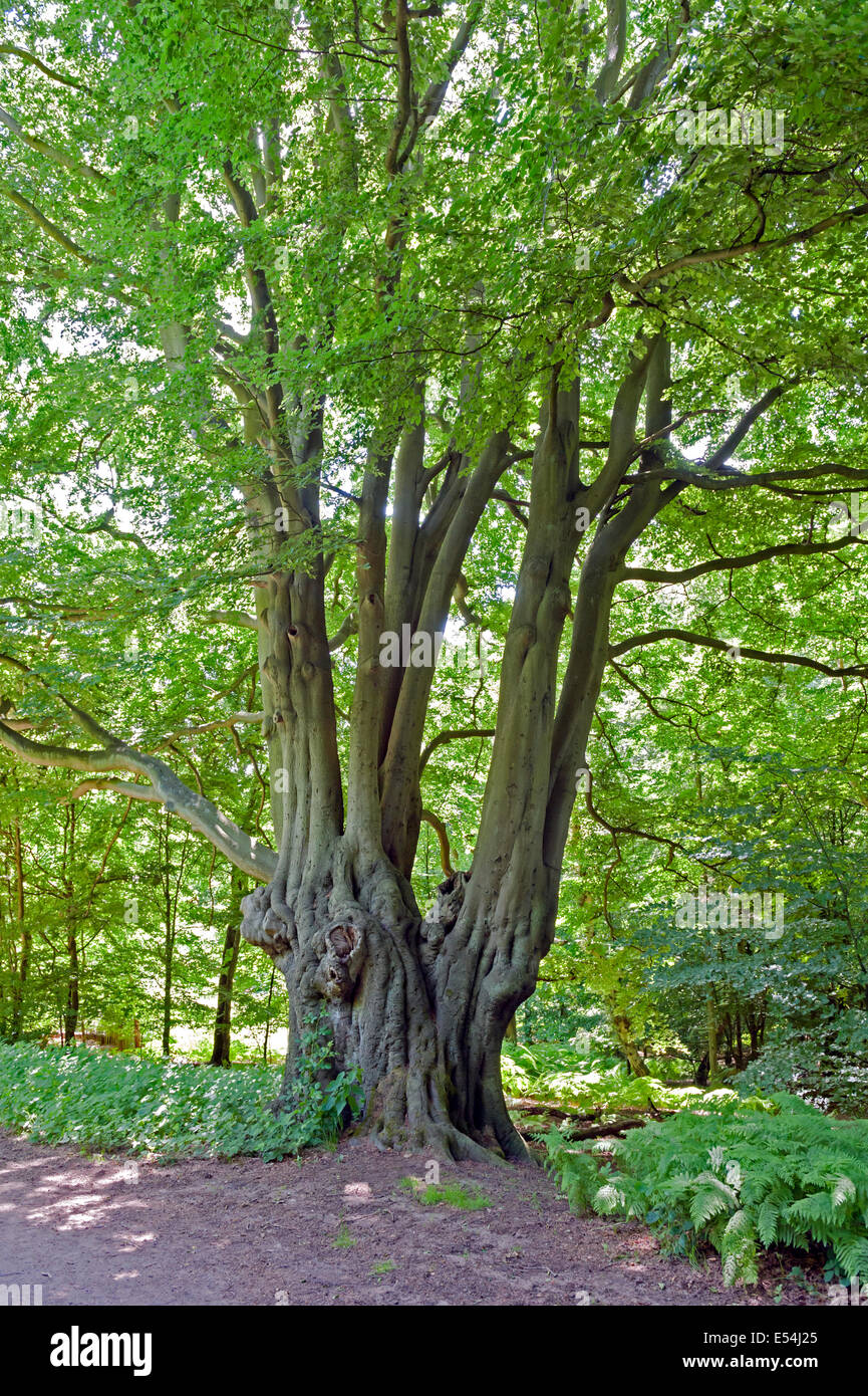 Antico albero, alla Foresta di Epping Essex, Regno Unito Foto Stock