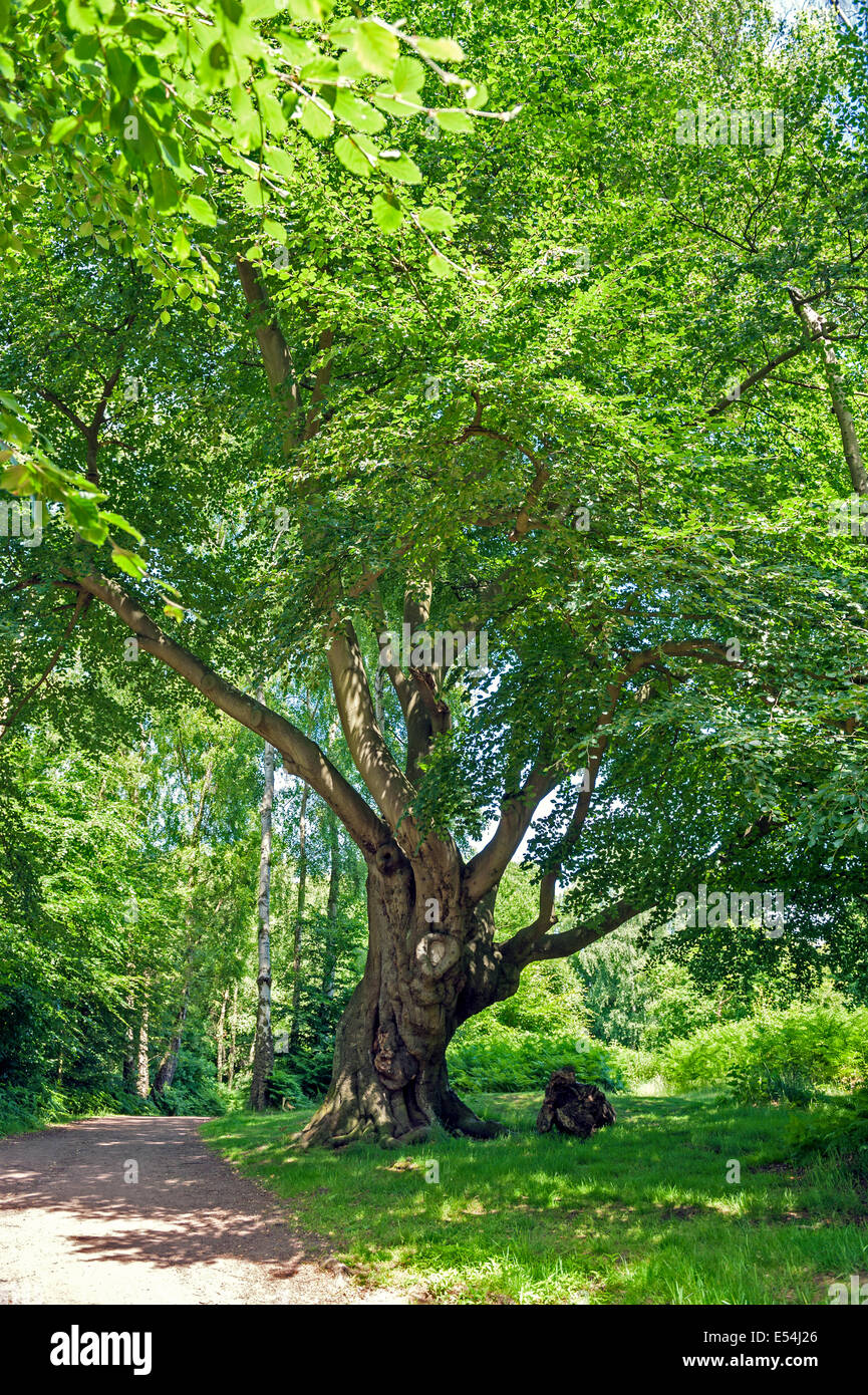 Antico albero, alla Foresta di Epping Essex, Regno Unito Foto Stock