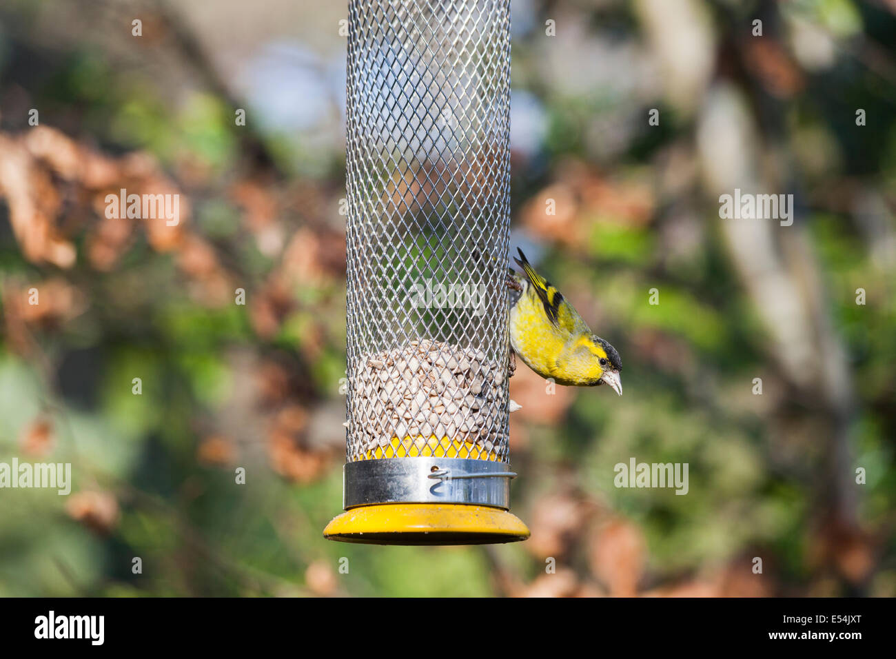 Eurasian lucherino (Carduelis spinus) alimentazione sul cuore di semi di girasole in un uccello alimentatore in un giardino inglese Foto Stock