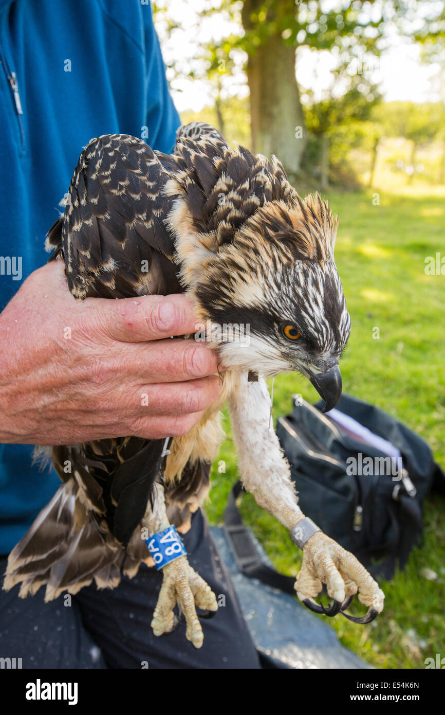 Giovani falchi pescatori che nidificano sulle Bassenthwaite nel distretto del lago essendo montato con satellite trackers. Foto Stock