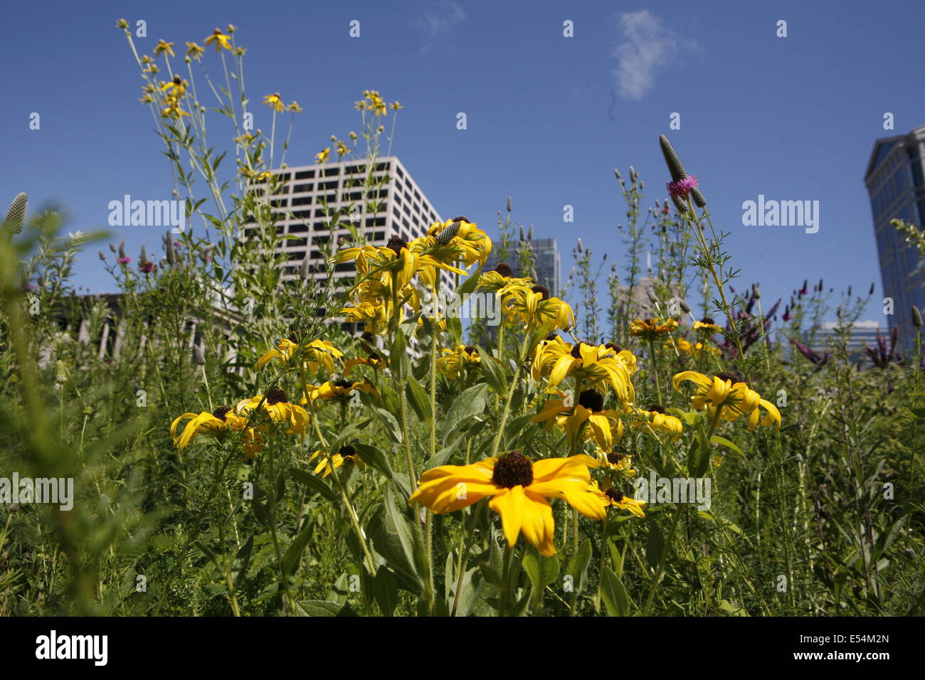 Agricoltura urbana a Chicago municipio della città sul tetto. Foto Stock