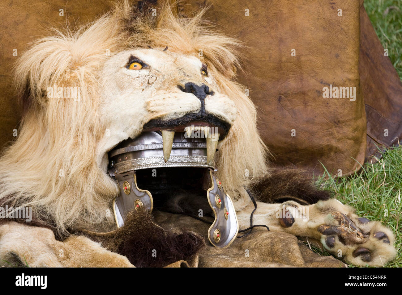 Soldato Romano Aquilifer con Lion-pelle copricapo Foto Stock