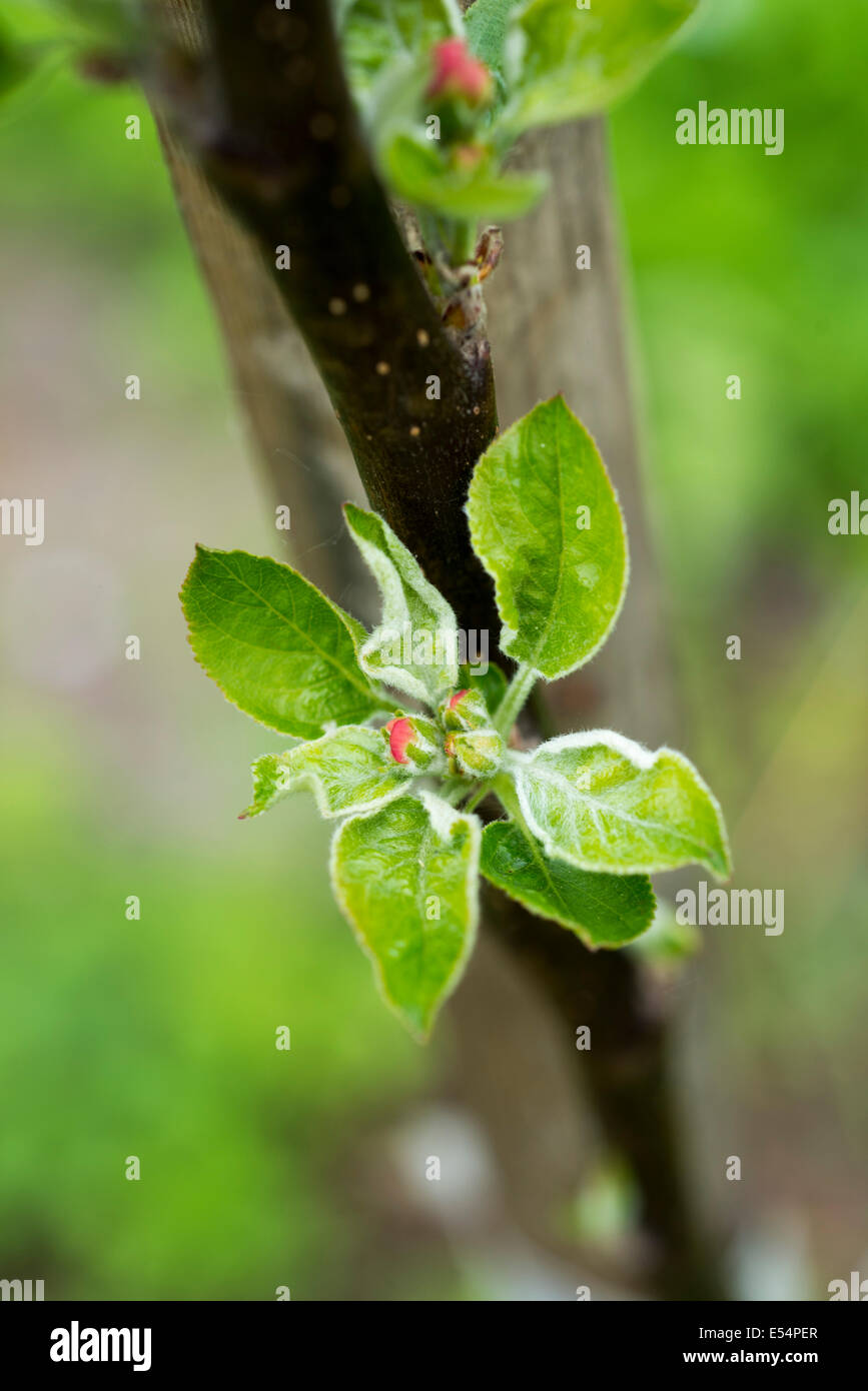 Fresco e verde mela albero bud apertura a molla Foto Stock