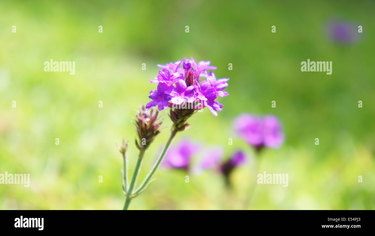 Fiore, violetta, macro, natura, closeup, Foto Stock