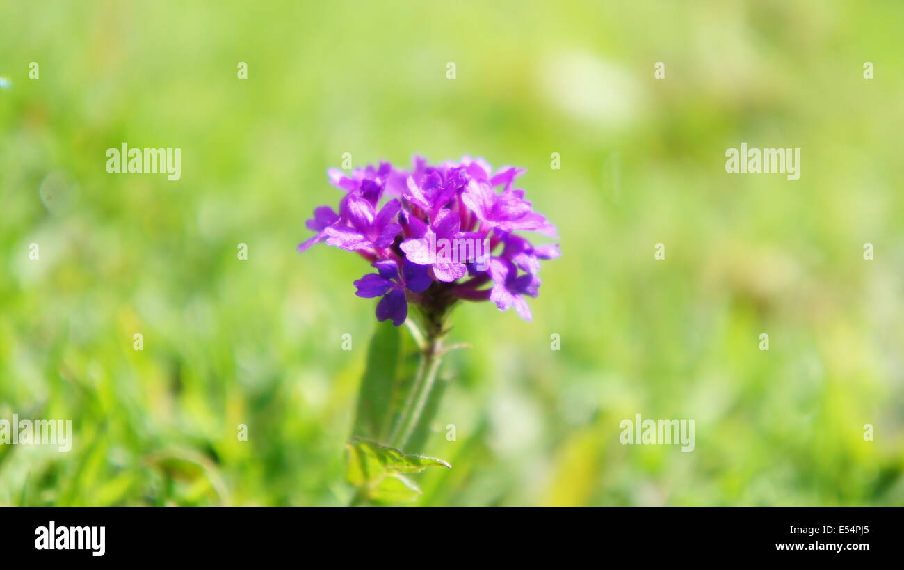 Fiore, violetta, macro, natura, closeup, Foto Stock