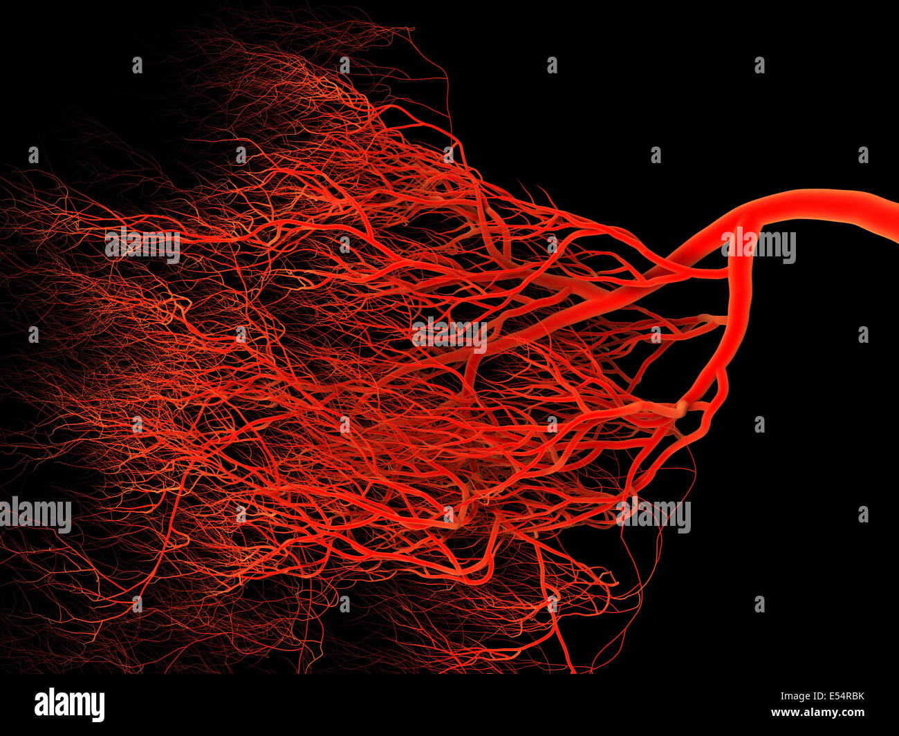 Nervoso o sistema di sangue. Illustrazione medica Foto Stock