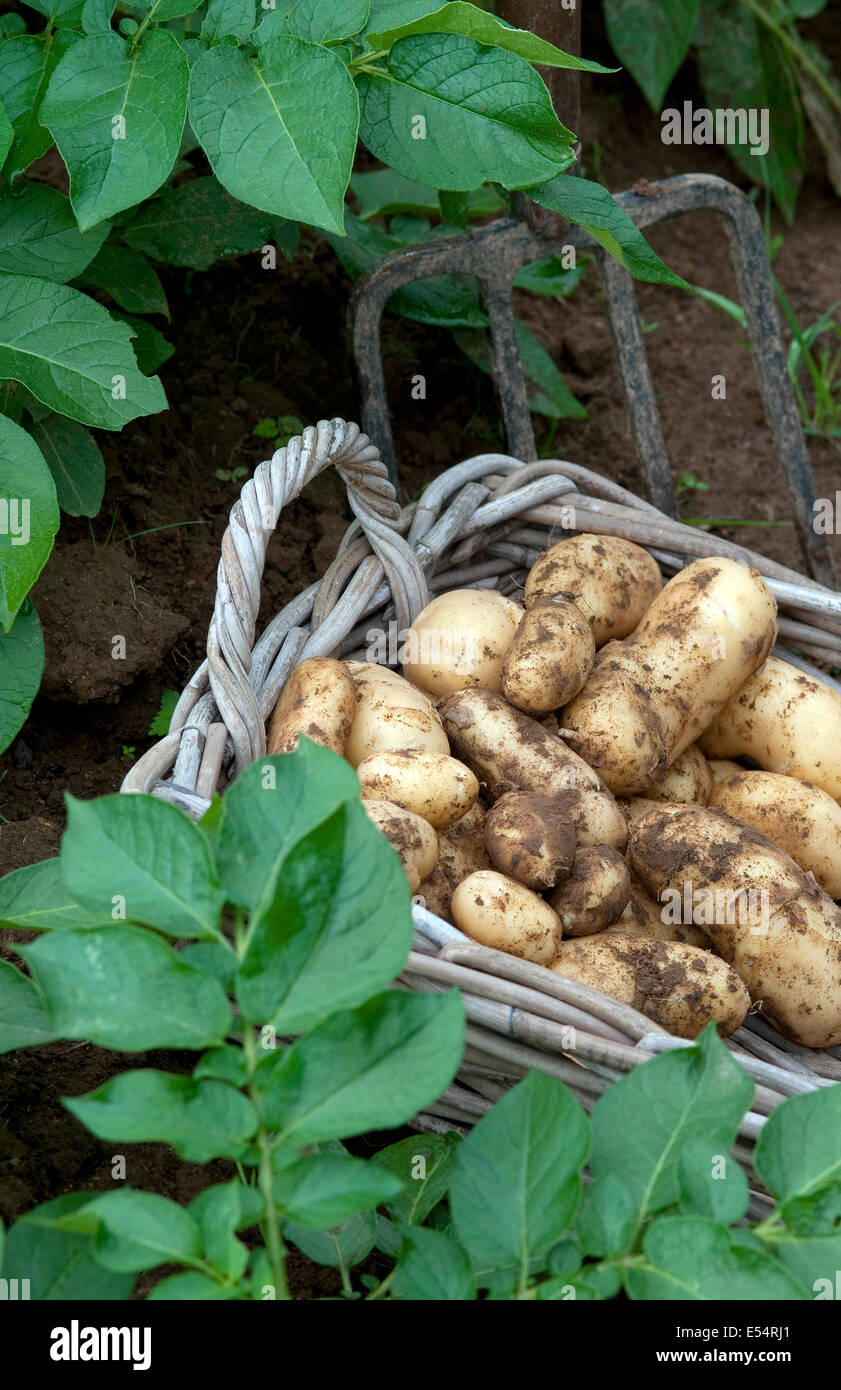 Appena scavato patate nel cesto di vimini Foto Stock