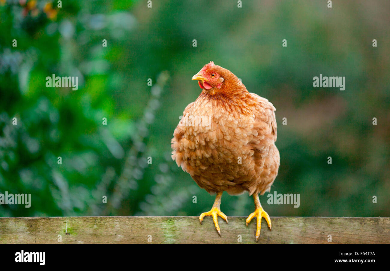 Arancio ibrido gallina di pollo che posa pollame su sfondo erba Foto Stock